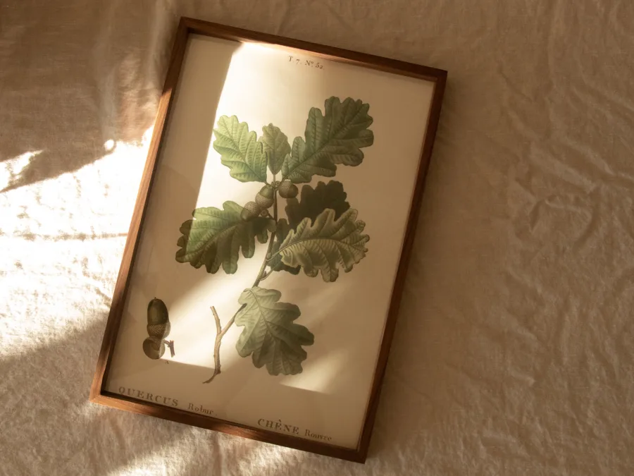 Walnut picture frame with an oak leaf botanical print on linen